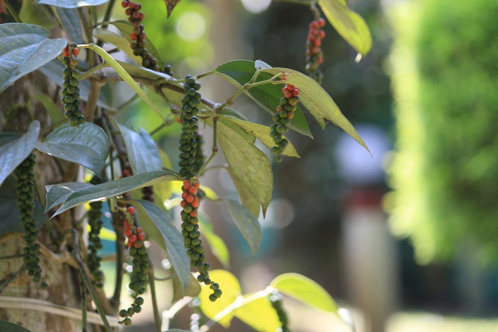 Green Ark Resorts Thekkady Eksteriør bilde